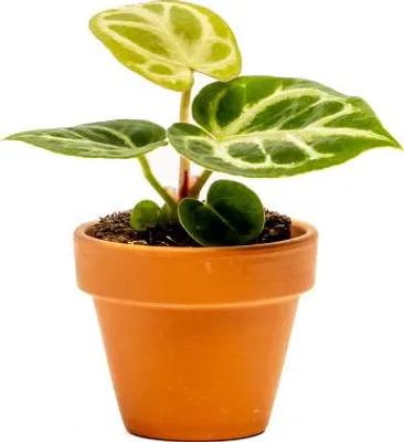 Obrázek produktu pro Gardners Anthurium Silver Blush, průměr 6 cm