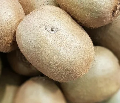 Image de Actinidia deliciosa Solissimo®'Renact' / Kiwi Solissimo®'Renact' (Autofertile)