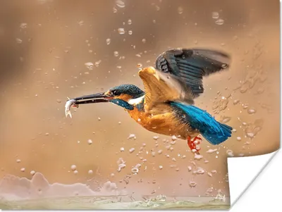 Produktbild von MuchoWow® Poster Eisvogel - Fliegen - Fisch 120x90 cm - Wandbild