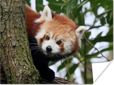 Produktbild von MuchoWow® Poster Roter Panda - Blätter - Baum 160x120 cm - Foto Plakat