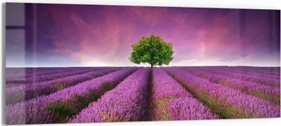 Produktbild von DEQORI Glasbild Echtglas 125x50 cm 'Baum in Lavendelreihen' Wandbild Bild modern Deko