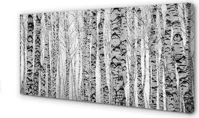 Produktbild von Leinwandbild 120x60 Wandkunst Schwarze und weiße Birke
