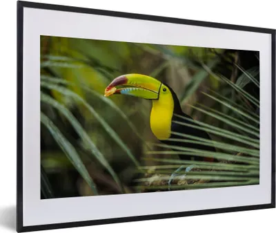 Produktbild von MuchoWow® MuchoWow® Gerahmtes Poster Tukan - Blätter - Zweig 60x40 cm - Poster mit zchwarzem Bilderrahmen - Schlafzimmer - Plakat in Rahmen - Drucken