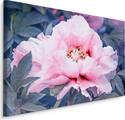 Produktbild von Fabelhafte Canvas LEINWAND BILDER 30x20 cm XXL Kunstdruck Pfingstrosen Blumen Natur
