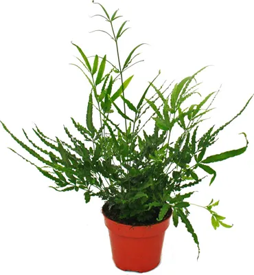 Immagine prodotto di Felce - set di 3 - composto da 3 specie di felci speciali in vaso da 12 cm