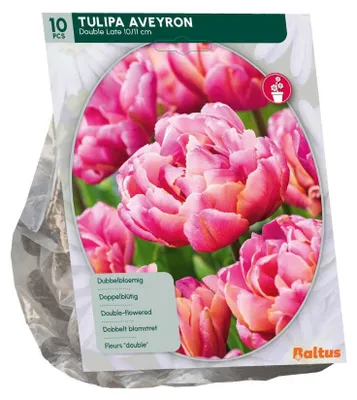 Produktbild von Tulipa Aveyron 10 Stück Blumenzwiebeln Baltus