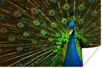 Produktbild von MuchoWow® Poster Pfau - Federn - Muster - Blau 90x60 cm - Schlafzimmer