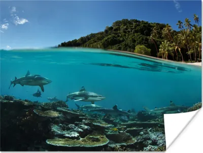 Produktbild von MuchoWow® Poster Korallen - Haie - Meer 160x120 cm - Foto Plakat
