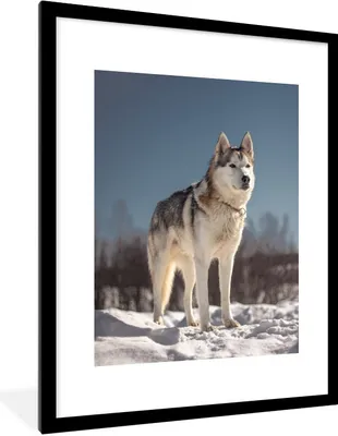 Produktbild von MuchoWow® Gerahmtes Poster Husky im Schnee 60x80 cm - Poster mit Schwarzem Bilderrahmen Wandposter Rahmen Foto Bilder - Wohnzimmer - Dekorationen - Prämie