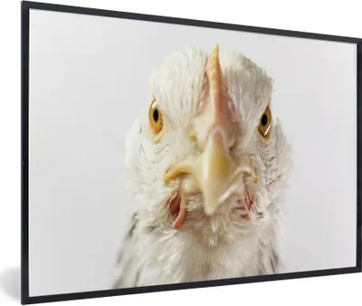 Produktbild von MuchoWow® Gerahmtes Poster Huhn - Vogel - Schnabel 90x60 cm - Poster mit Schwarzem Bilderrahmen Wandposter Rahmen Foto Bilder - Fotorahmen - Foto-Plakat