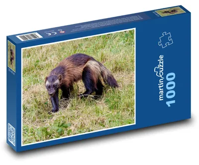 Zdjęcie produktu dla Puzzle 1000 Rosomak w dzikiej przyrodzie - martinpuzzle