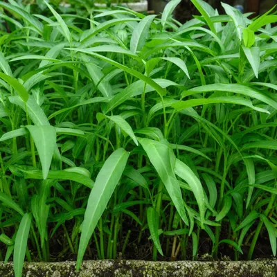 Produktbild von SaatPilot Ipomoea aquatica 500 Samen Wasserspinat