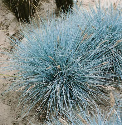 Produktbild von Festuca cinerea 'Uchte', Blauschwingel, 2 Liter Container