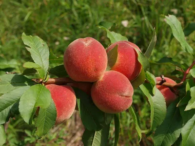 Produktbild von Pfirsichbaum ´RELIANCE´, Unterlage Rakoniewiczka, wurzelnackt