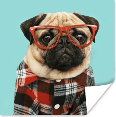 Produktbild von MuchoWow® Poster Hund - Hipster - Brille - Bluse 75x75 cm - Wand Dekoration