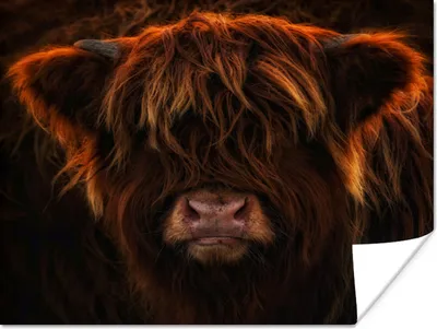 Produktbild von MuchoWow® Poster Schottischer Highlander - Kuh - Porträt - Tiere 160x120 cm - Foto Plakat