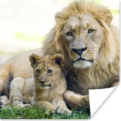 Produktbild von MuchoWow® Poster Löwe - Jungtier - Porträt 100x100 cm - Babyzimmer