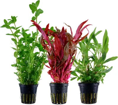 Produktbild von Pflanzen Set mit 3 Hintergrund Topf Aquarium Wasserpflanzen AquaOne Nr.124