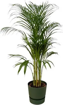 Obrázek produktu pro Areca - betelová palma - pokojová rostlina, cca 110cm - Ø21cm - vcetne