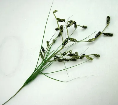 Produktbild von Künstlicher Sumpfbeeren-Zweig Grün, ca. 67cm