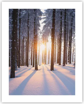 Produktbild von Poster - Poster ohne Rahmen - Wald Winter Schnee - 40x50 cm - Wand Bild - Wanddeko - Wandbilder - Kunstposter - Wandposter - Bilder - Kunstdruck - Wanddekoration - Wandbild - P2XPA40x50-3629