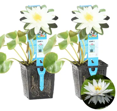Produktbild von 2er-Set Nymphaea Marliacea Albida, Seerose, Weiß, 20-30 cm, Topf 11 cm