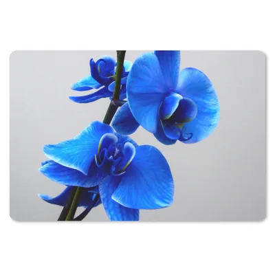Produktbild von MuchoWow® Mauspad Mousepad Blaue Orchidee 27x18 cm - Mousepads - Maus Mat - Pad - Mausunterlage - Büroartikel - Desk Matten
