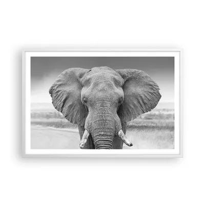Produktbild von Gerahmtes Poster - Weißer Rahmen - Elefant Afrika Tier - 91,5x61 cm - Wand Bild - Wanddeko - Wandbilder - Kunstposter - Wandposter - Bilderrahmen - Bilder - Kunstdruck Wanddekoration - P2WAA91x61-5072