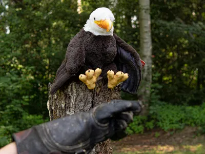 Produktbild von Wild Republic - Kuscheltier - Artist - Weißkopfseeadler
