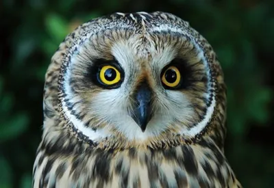 Produktbild von 3 D Ansichtskarte Sumpfohreule,  Vögel Postkarte Wackelkarte Hologrammkarte Tiere Tier Vogel