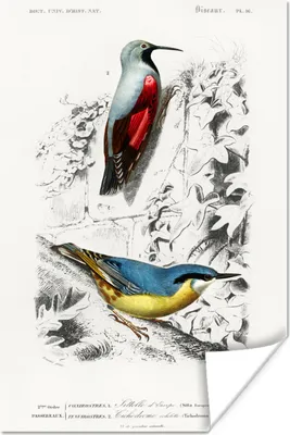 Produktbild von MuchoWow® Poster Vogel - Vintage - Zweig 80x120 cm - Papierdruck