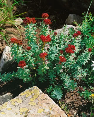 Produktbild von Rhodiola rosea, Rosenwurz, ca. 9x9 cm Topf, robust