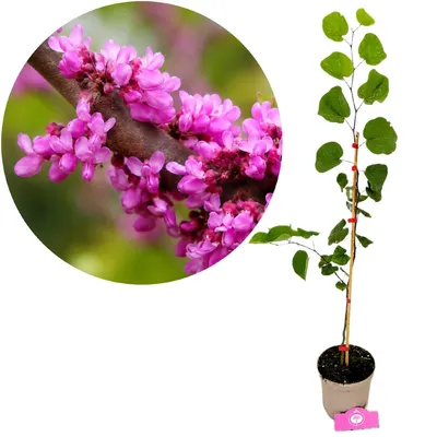Produktbild von Cercis siliquastrum, Judasbaum, Höhe 60–80 cm, 2-Liter-Topf