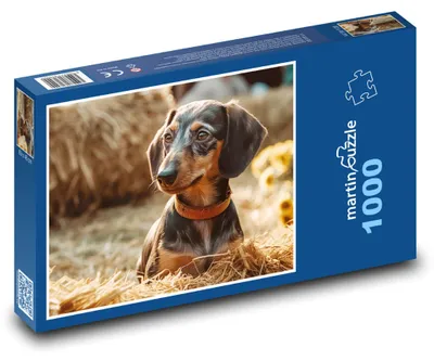Zdjęcie produktu dla martinpuzzle - Puzzle 1000 elementów - Pies - Jeżowik