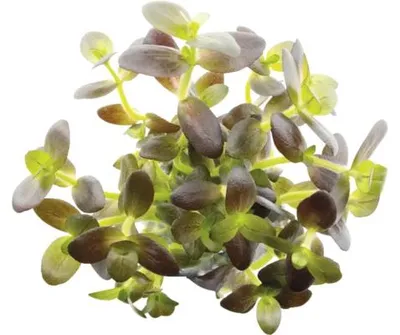 Obrázek produktu pro Bacopa salzmannii 'Purple'