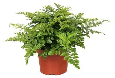 Produktbild von Asplenium Parvati