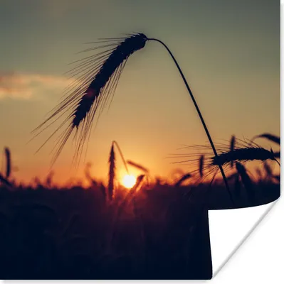 Produktbild von MuchoWow® Poster Gras - Herbst - Sonnenuntergang - Jahreszeiten - Landschaft 50x50 cm - Wohnzimmerdekoration
