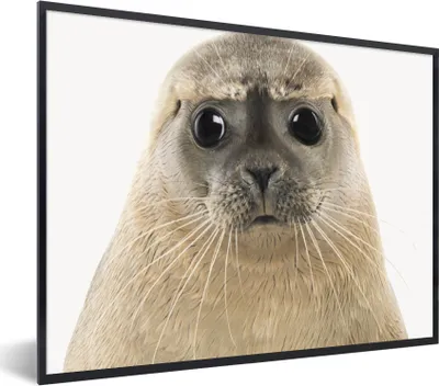 Produktbild von MuchoWow® Gerahmtes Poster Jungen - Robbe - Kinder - Mädchen - Tiere 80x60 cm - Poster mit Schwarzem Bilderrahmen Wandposter Rahmen Foto Bilder - Schwarzem - Mit Gestell