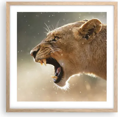 Produktbild von Gerahmtes Poster - Rahmen in heller Eiche - Löwe Löwin Reißzähne - 50x50 cm - Wand Bild - Wanddeko - Wandbilder - Wandposter - Bilderrahmen - Bilder - Kunstdruck - Wandbild - P2NAC50x50-4137