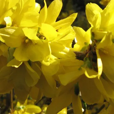 Image de 2 x  Forsythie  - Forsythia intermedia 'Spectabilis'  | 50-60 cm en conteneur