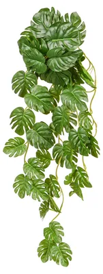 Produktbild von Kunstpflanze Monstera hängend 70 cm als 2er Set