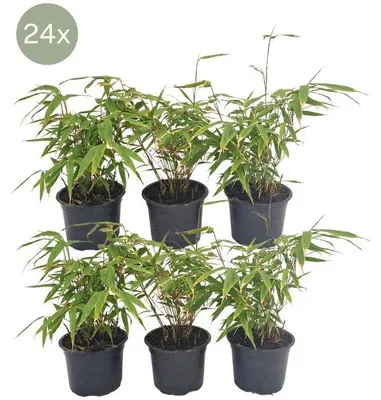 Produktbild von Schirmbambus Fargesia Rufa 24 Pflanzen Ø13cm 25cm hoch Winterharte pflegeleicht