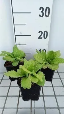 Zdjęcie produktu dla 6 x Primula Jap. 'Apple Blossom' - pierwiosnek kulisty - doniczka 9 x 9 cm