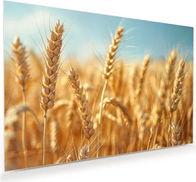 Produktbild von Glasbild 120x80cm in XXL für Wohnzimmer, Schlafzimmer Motiv Weizenfeld