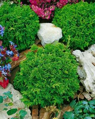 Produktbild von Chamaecyparis pisifera 'Tsukumo', Zwerg-Scheinzypresse, 15–20 cm