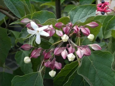 Produktbild von Japanischer Losbaum - Clerodendrum trichotomum fargesii - stark nach Lilien duftend - Rarität
