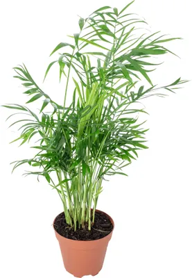 Produktbild von Bergpalme - pflegeleichte Zimmerpflanze, Chamaedorea elegans - Höhe ca. 35 cm, Topf-Ø 12 cm