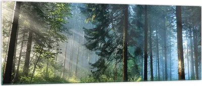 Produktbild von Bilder auf glas - Einteilig - Wald Dämmerung die Sonne - 140x50cm - Glasbilder - Wandbilder - Bilder - zum Aufhängen bereit - Wanddekoration aus Glas - Glas Bilder - Wandbild auf Glas - GAB140x50-4398
