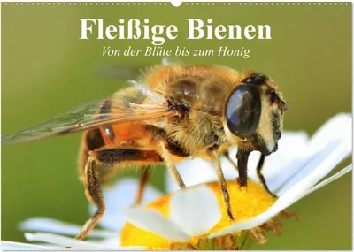 Produktbild von Fleißige Bienen. Von der Blüte bis zum Honig (Wandkalender 2026 DIN A2 quer), CALVENDO Monatskalender