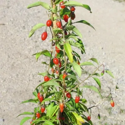 Produktbild von Goji Sorte Big Lifeberry ® Gemeiner Bocksdorn große Früchte sehr gesund 60-80 cm im 3 Liter Topf